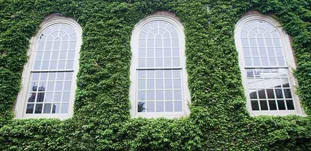 Ivy on the Memorial Church